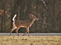 Young White-tail Deer In Winter