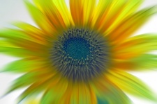Zoom Blur Image Of Yellow Sunflower