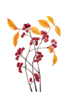 Branch Berries Painted Art