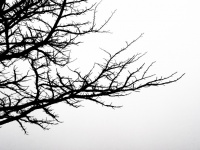 Twigs Branches Tree Silhouette