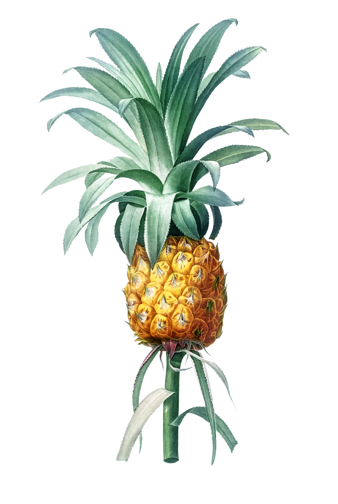 Pineapple Fruit Painting Vintage
