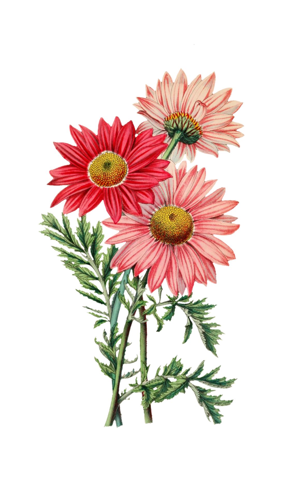 Asters Painted Art Clipart