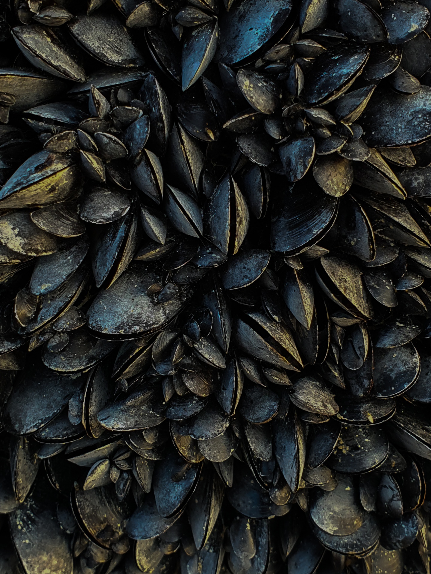 Black Mussels Background