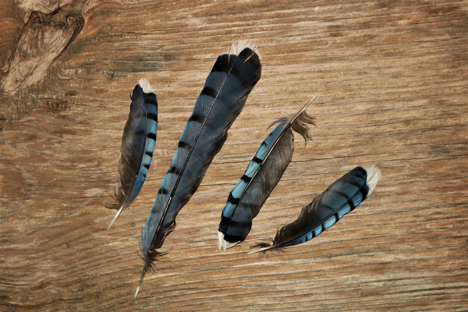 Blue Jay Feathers On Wood