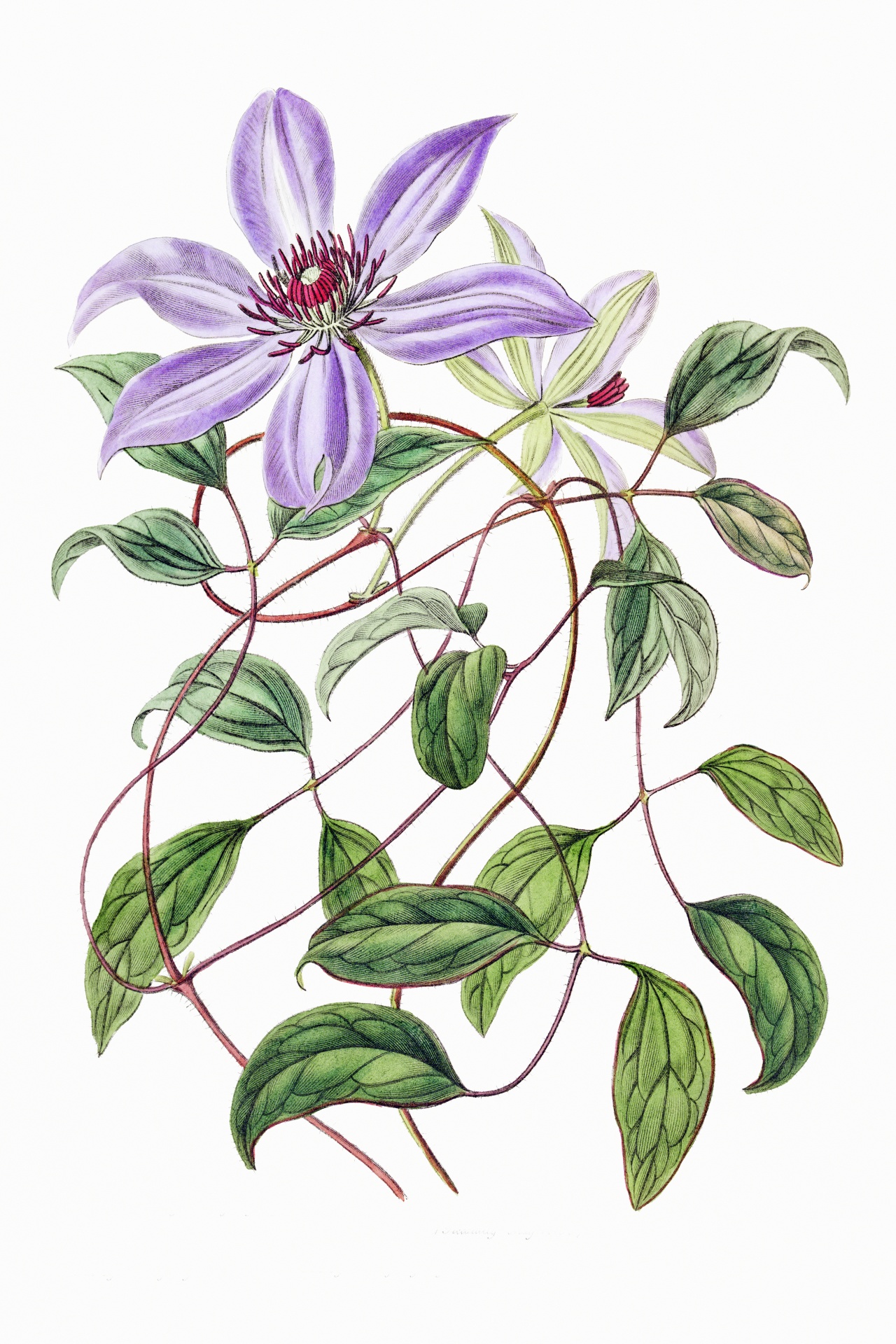 Flower Blossom Painted Clematis