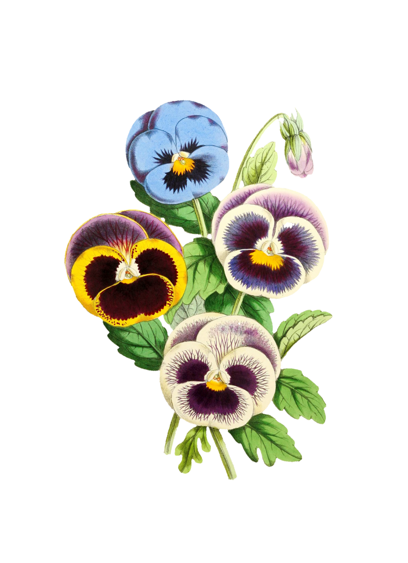 Flower Painted Art Clipart