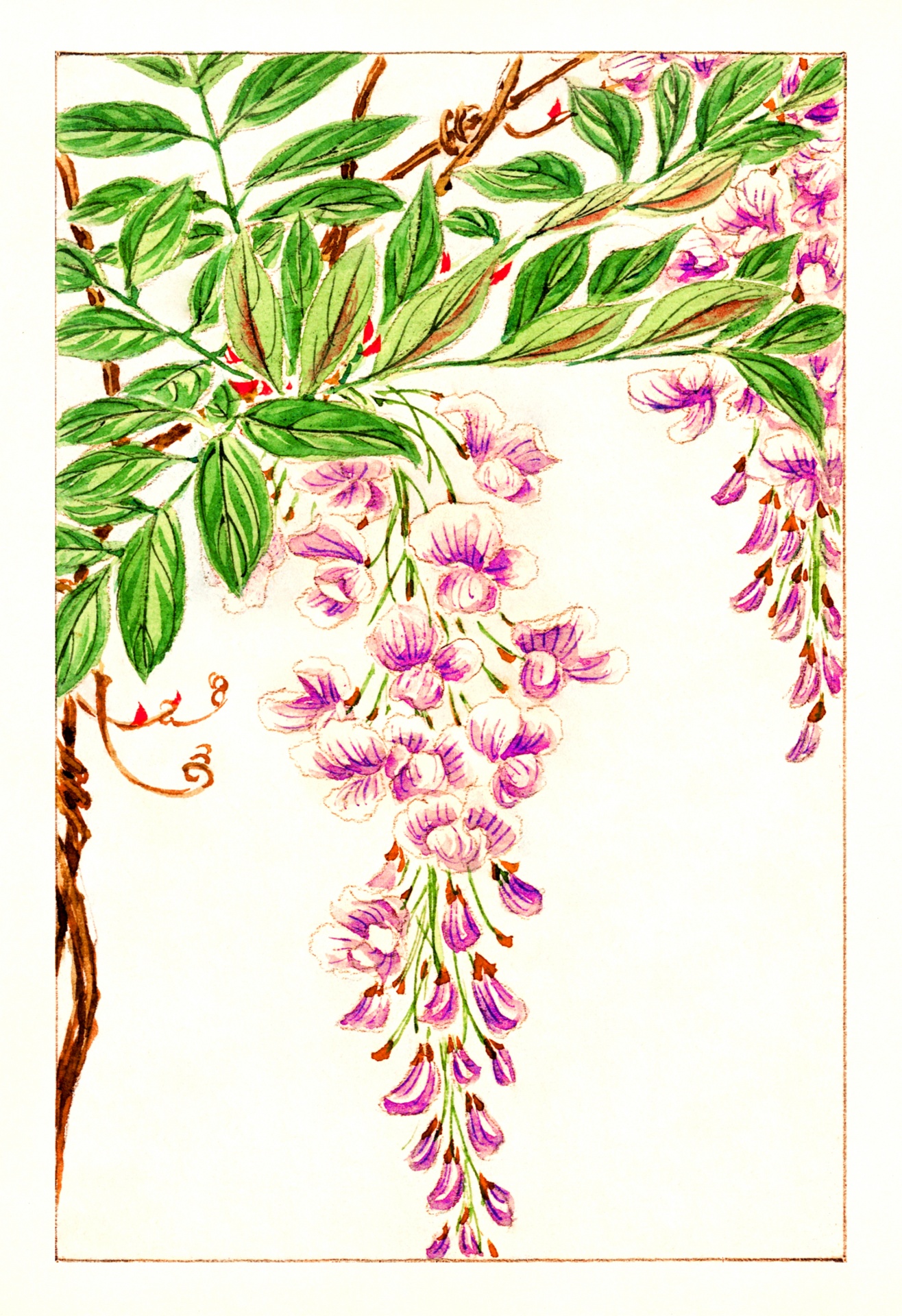 Blossom flowers wisteria hand painted