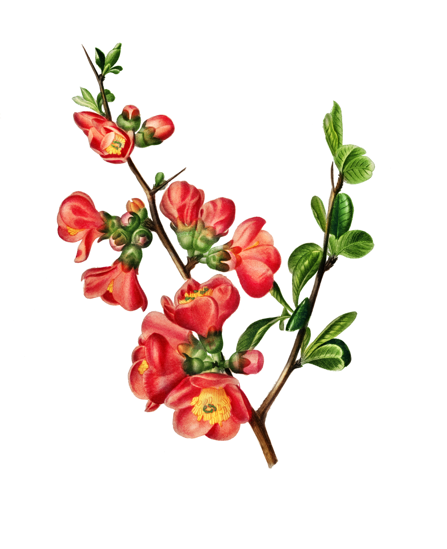 Blossom Branch Fruit Art