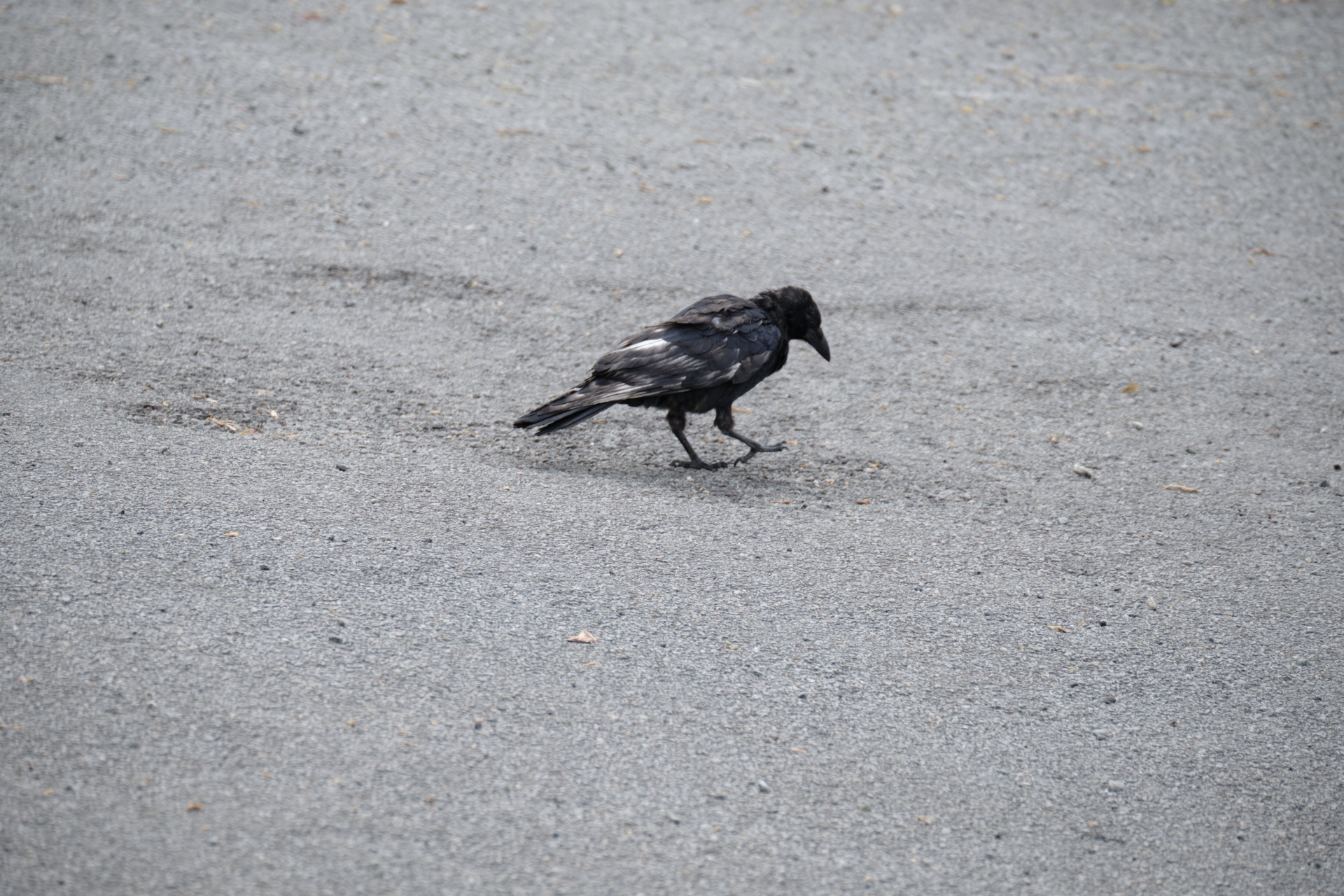 Raven pecking in the street