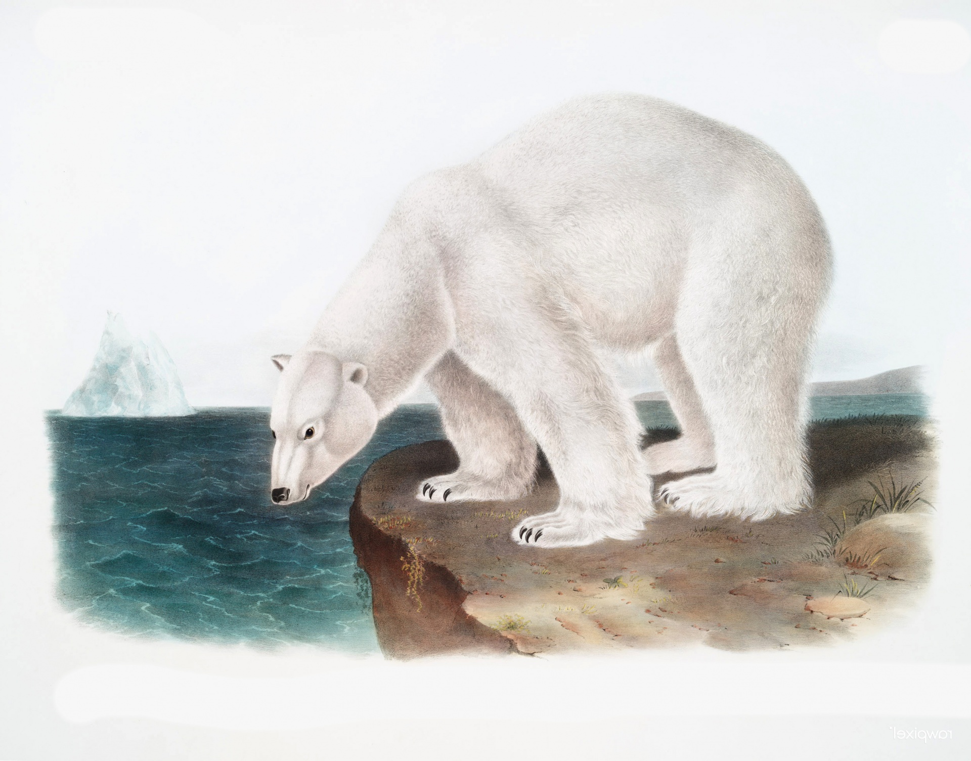 Polar Bear Polar Bear North Pole