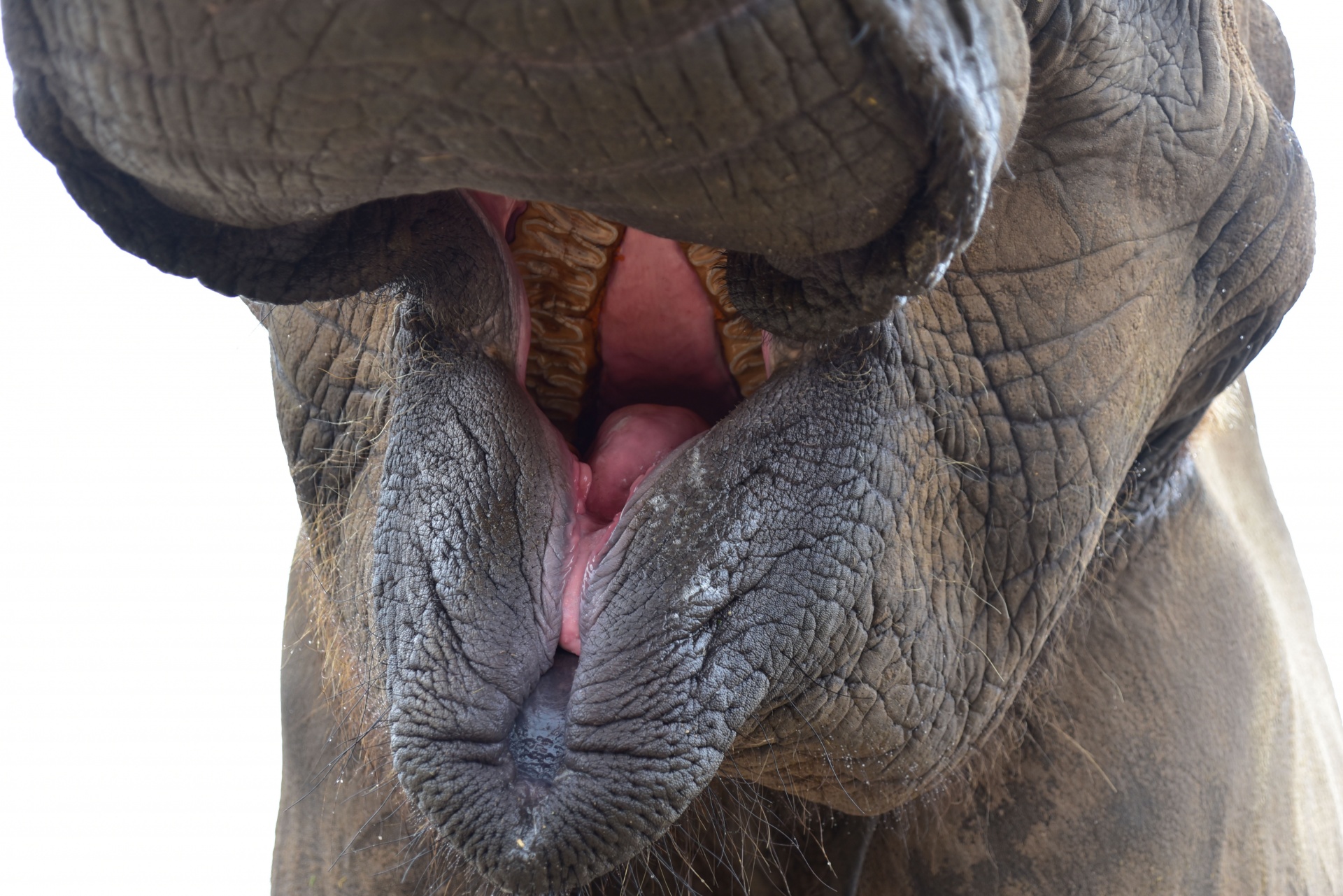 Elephant mouth closeup