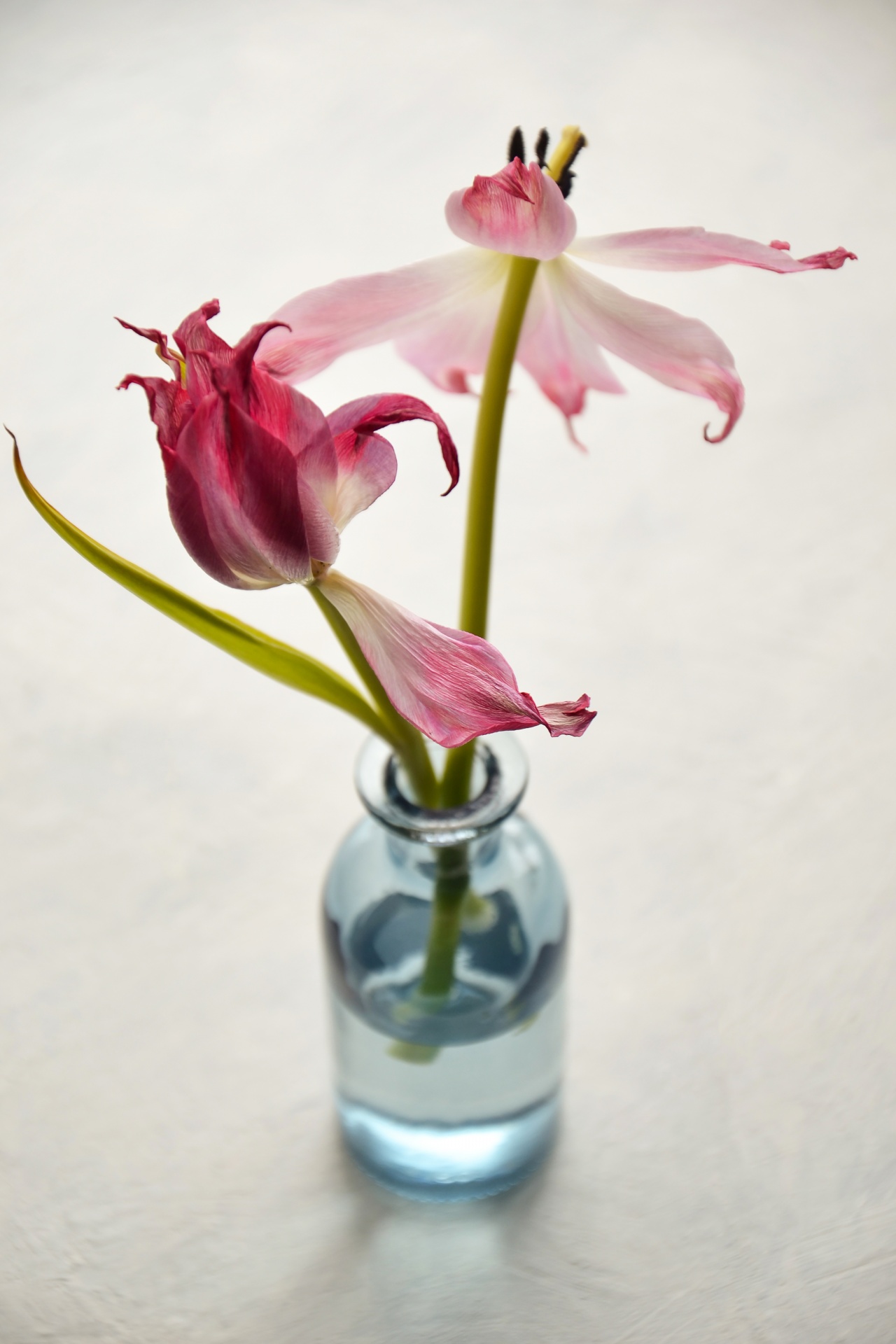 Still life with fading tulips in a glass vase
