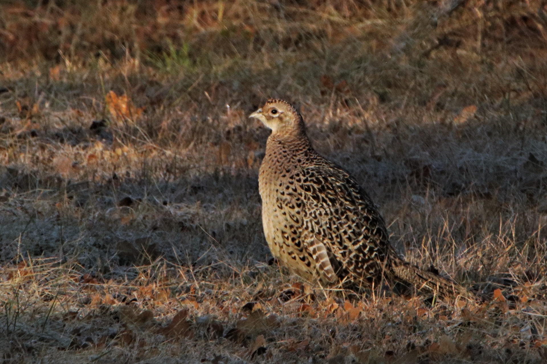 Female Ring-neck Pheasant In Grass