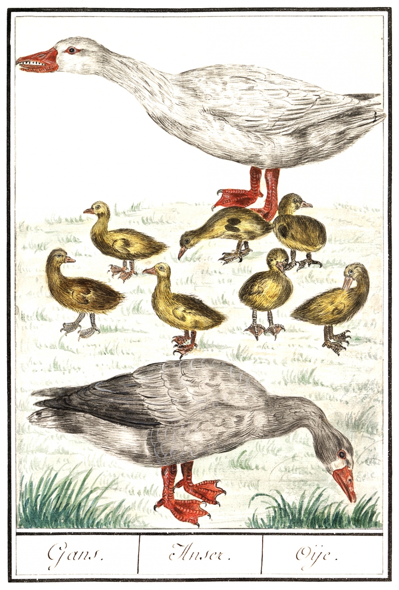 Goose Chick Vintage Art