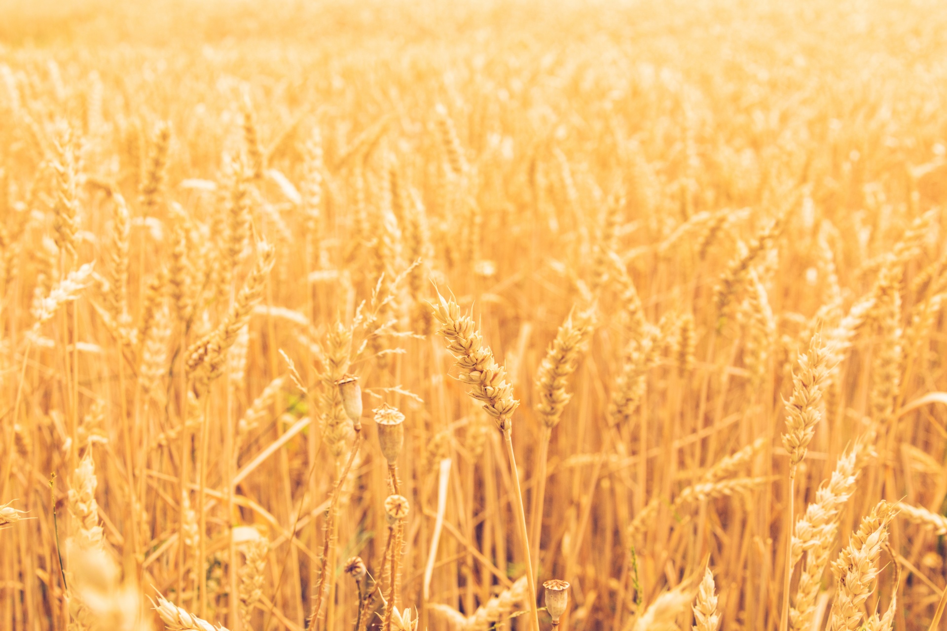 Golden Grain In The Field