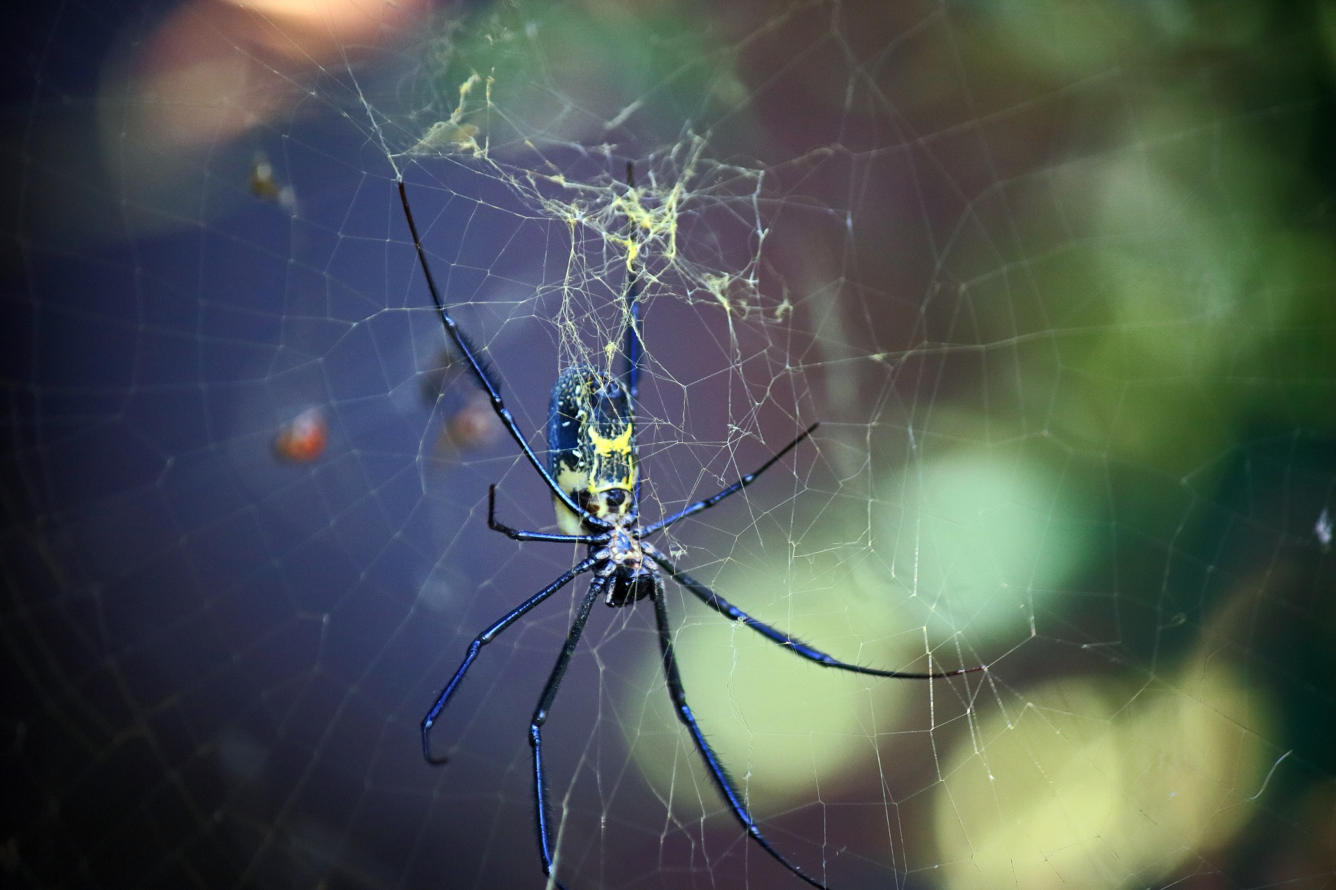 Golden Orb Weaver Spider In Her Web