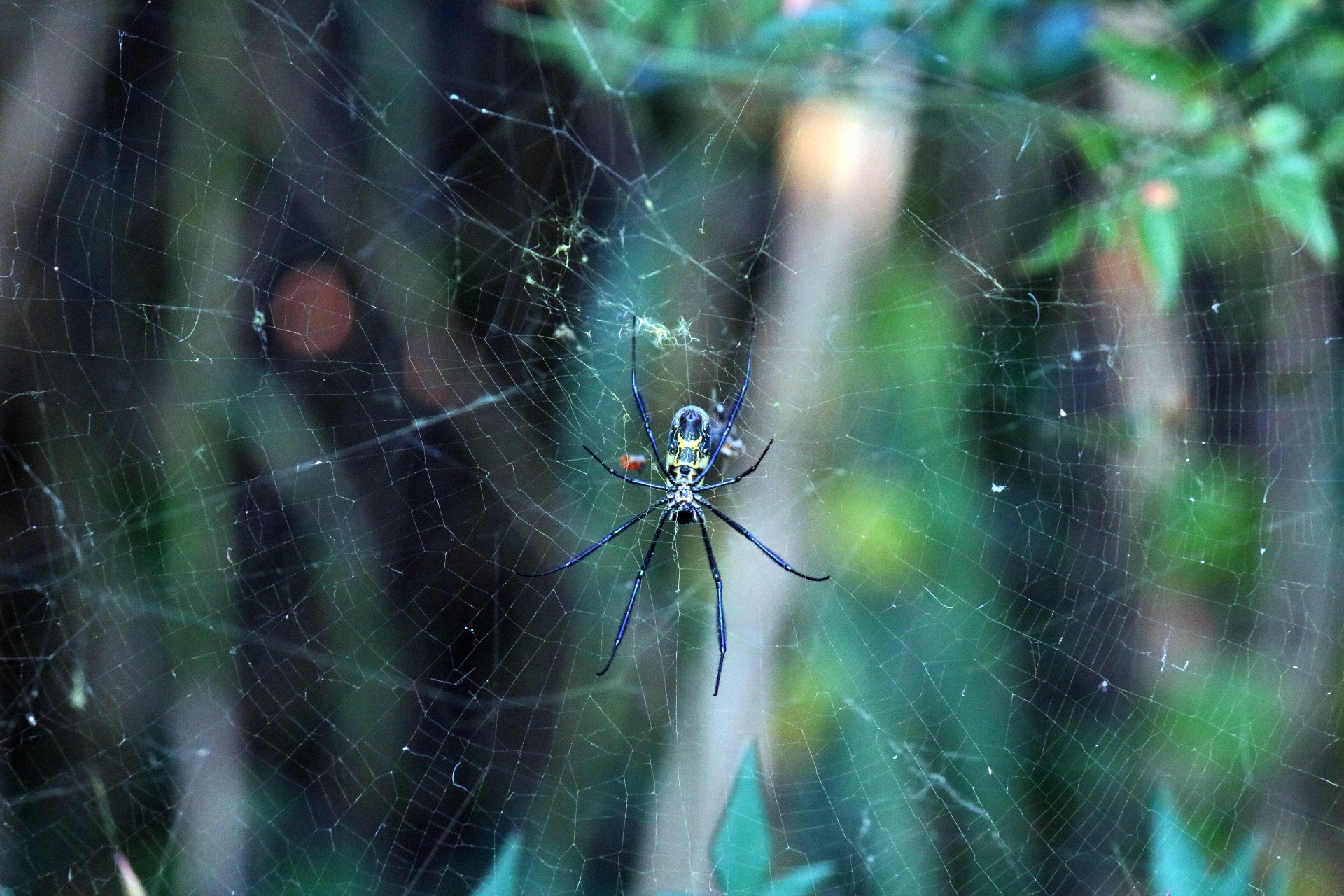 Golden Orb Weaver Spider On Her Web