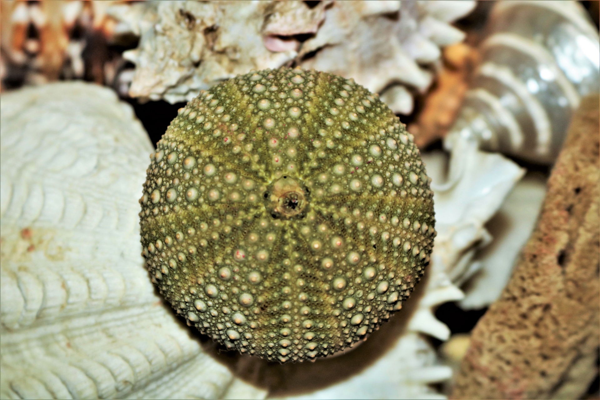 Green Sea Urchin Close-up