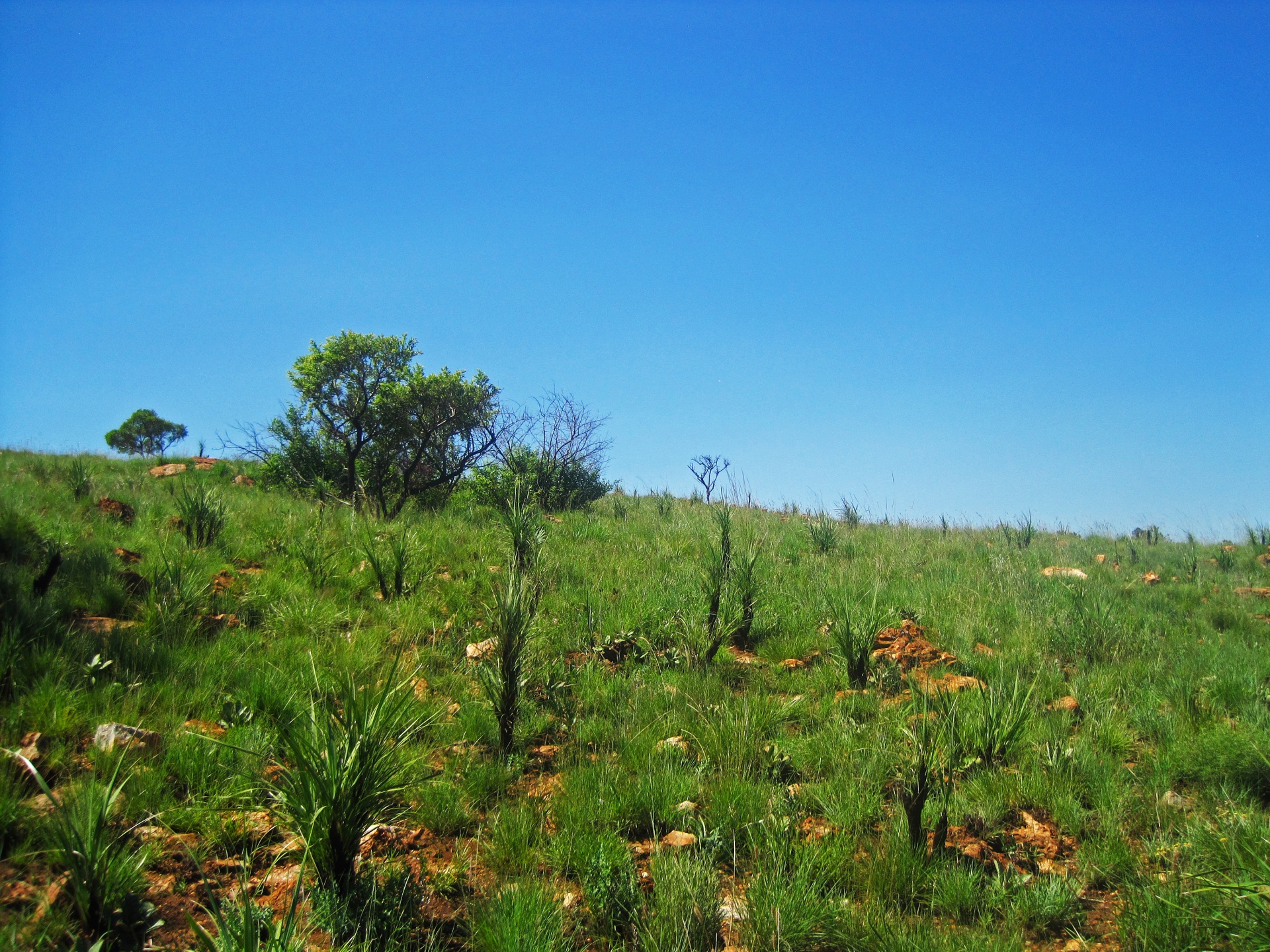 slope of a green vegetation covered hill in a south african landscape