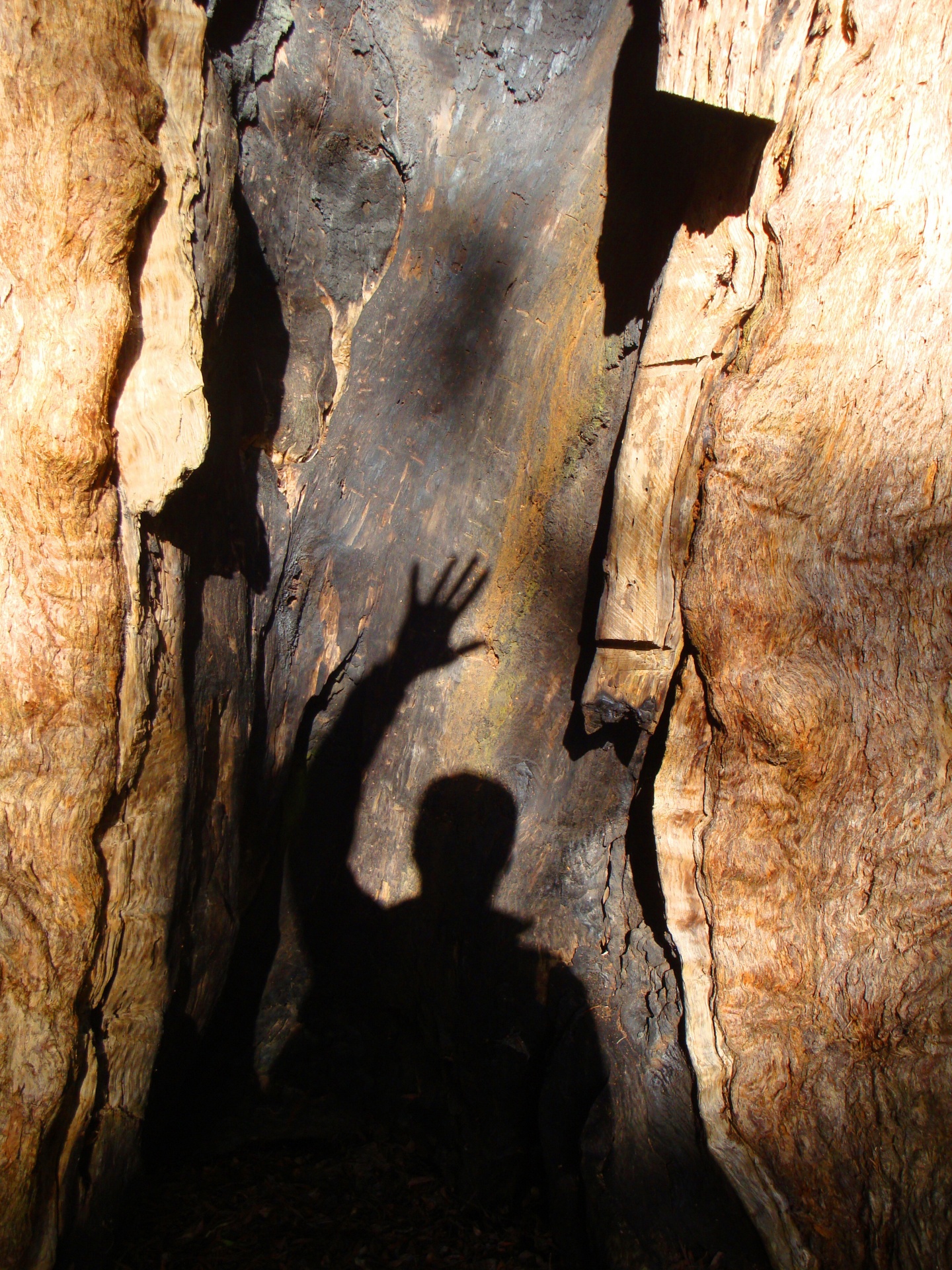 Hello Shadow On Rainforest Tree
