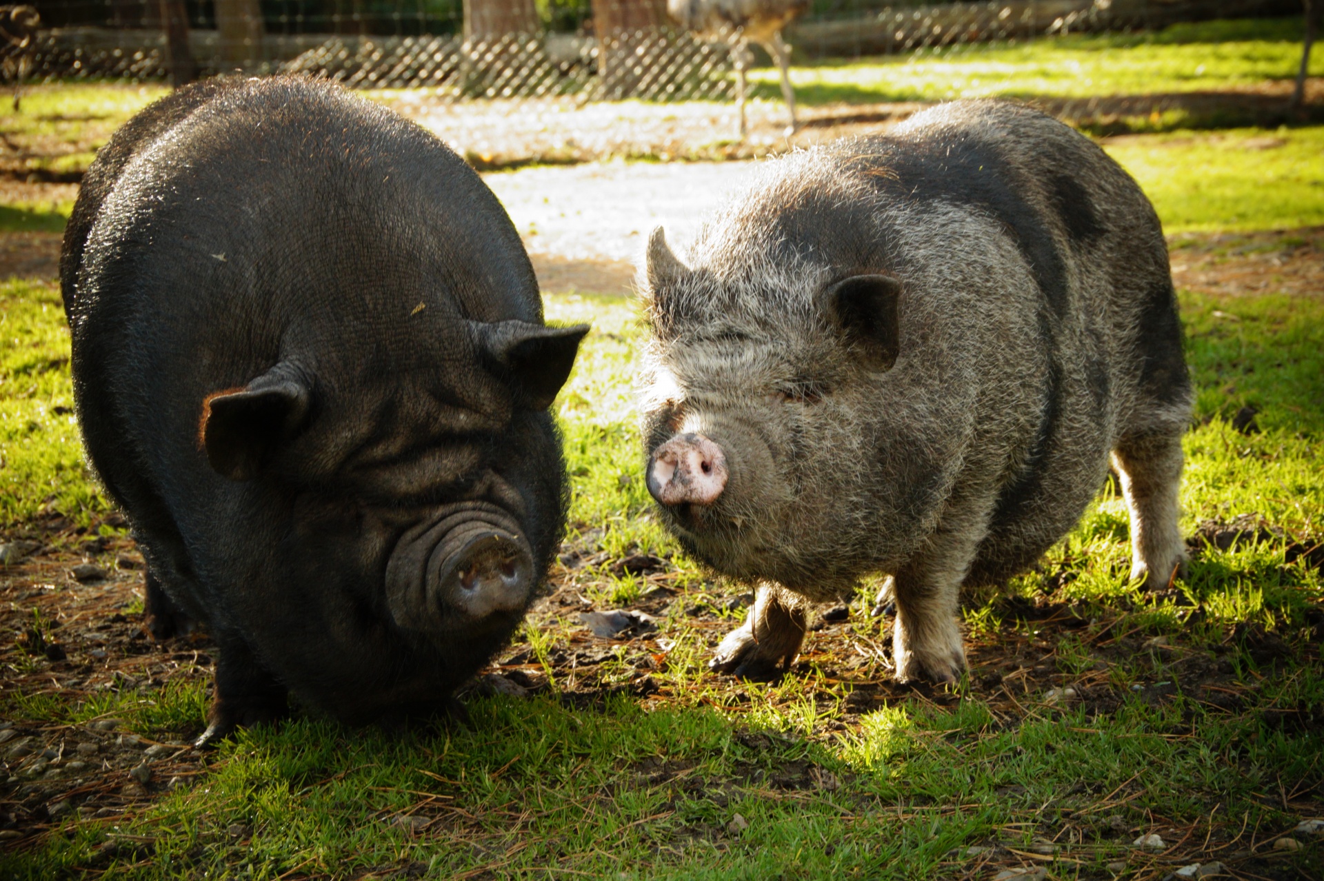 Pot-bellied Pig Pet Free Stock Photo - Public Domain Pictures