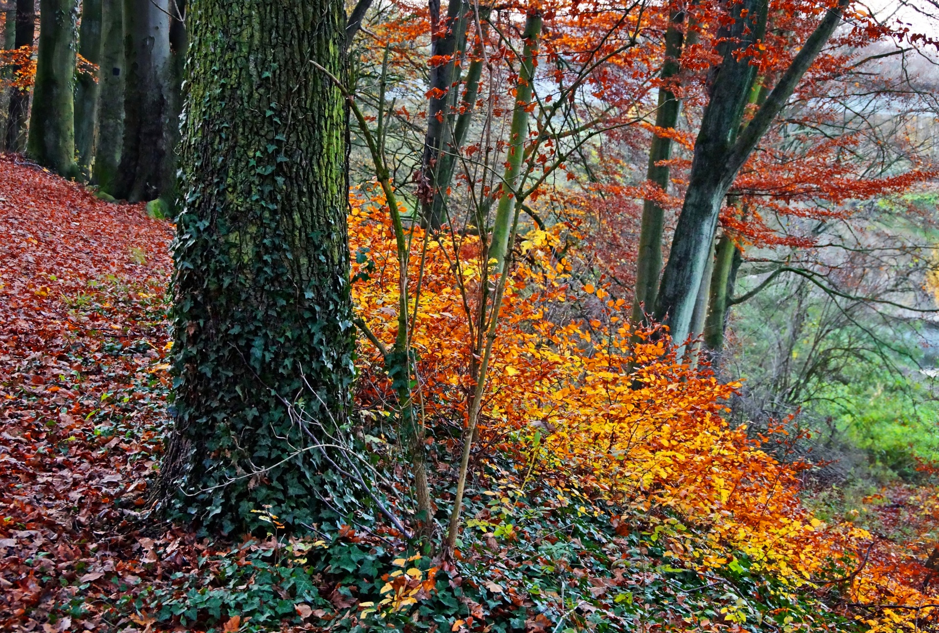 Autumn Forest Tree Landscape