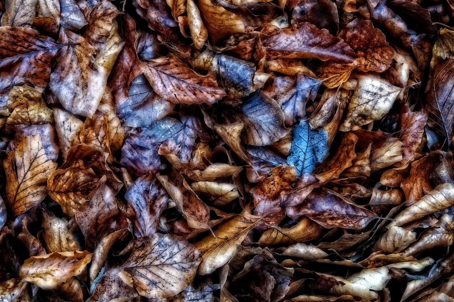 Rotting Autumn Leaves Beech Leaves