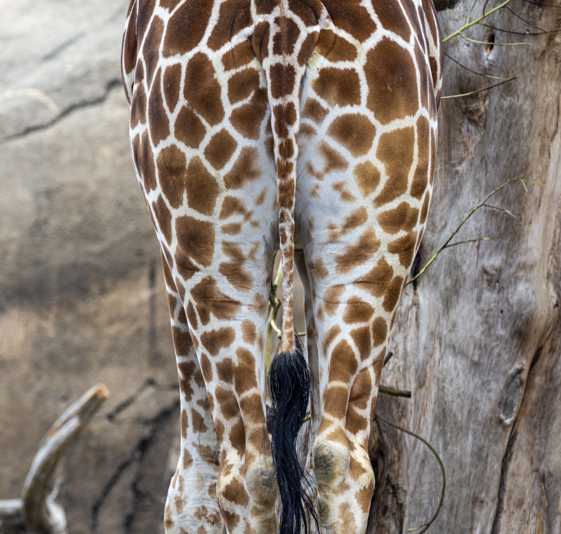 the tall backside of a giraffe