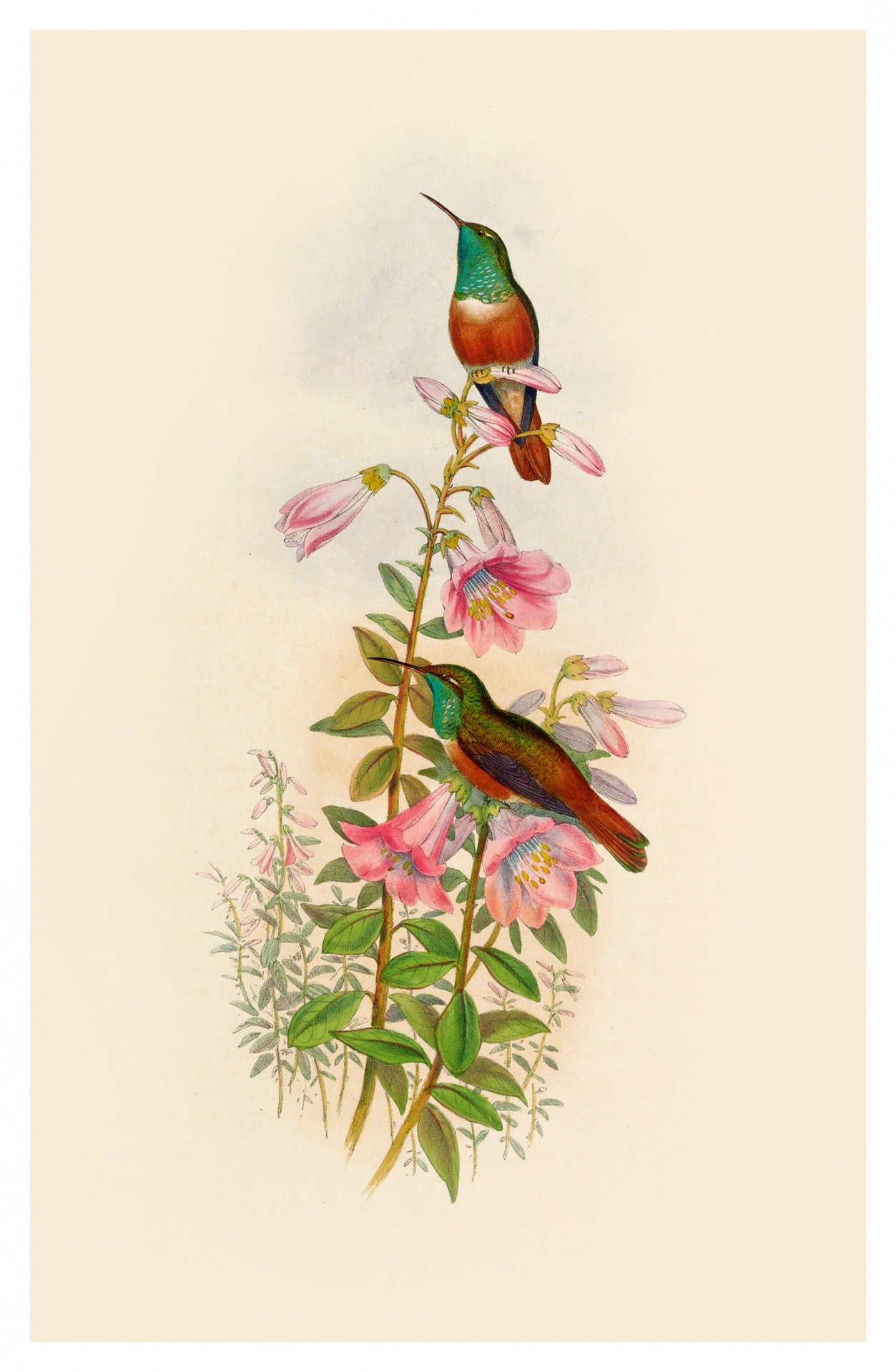 Hummingbird Bird Vintage Old