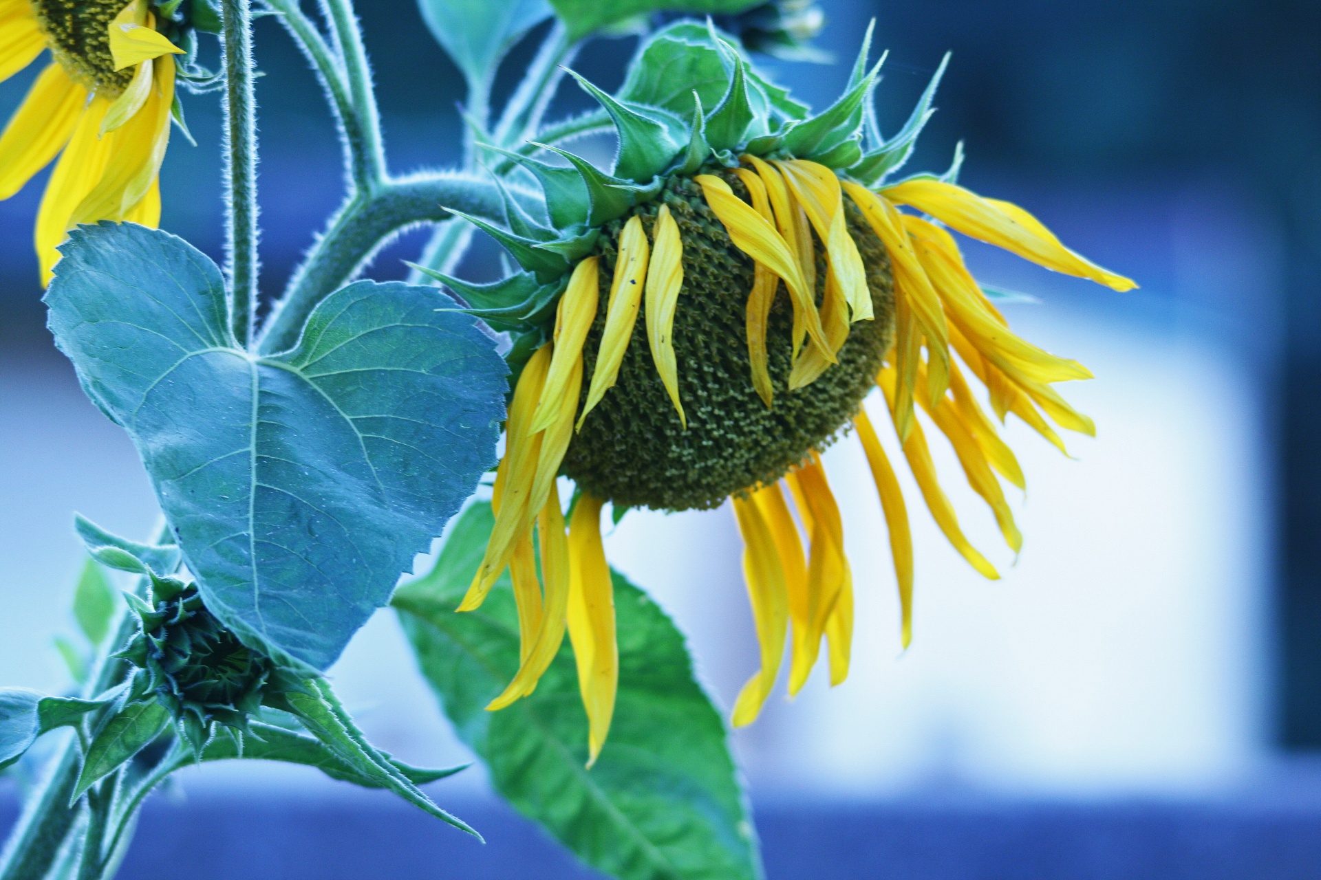 Large Yellow Sunflower Drooping