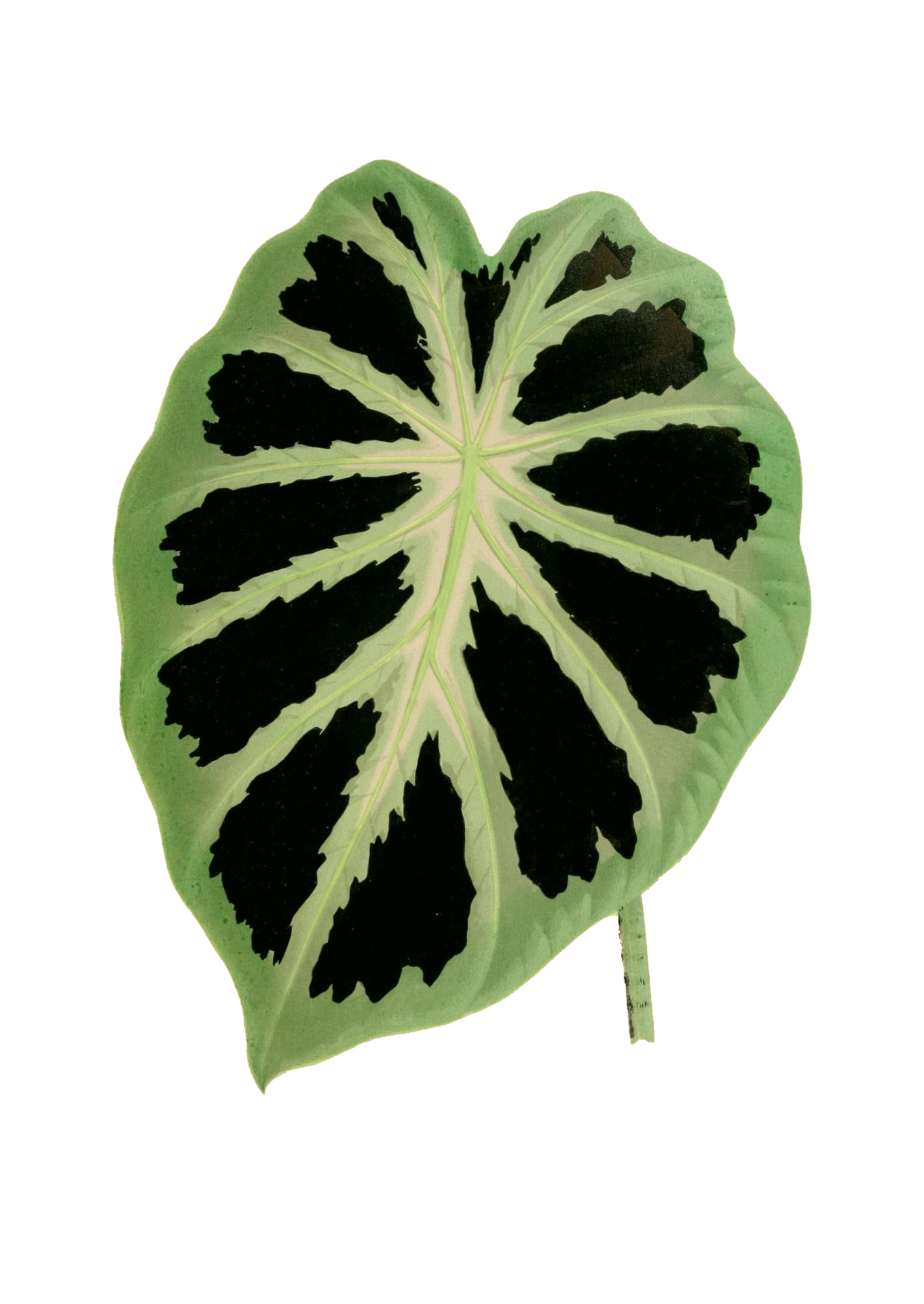 Foliage Leaf Plant Transparent