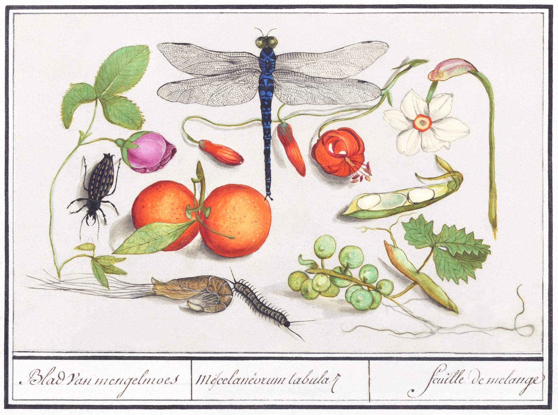 Dragonfly Fruit Insects Vintage