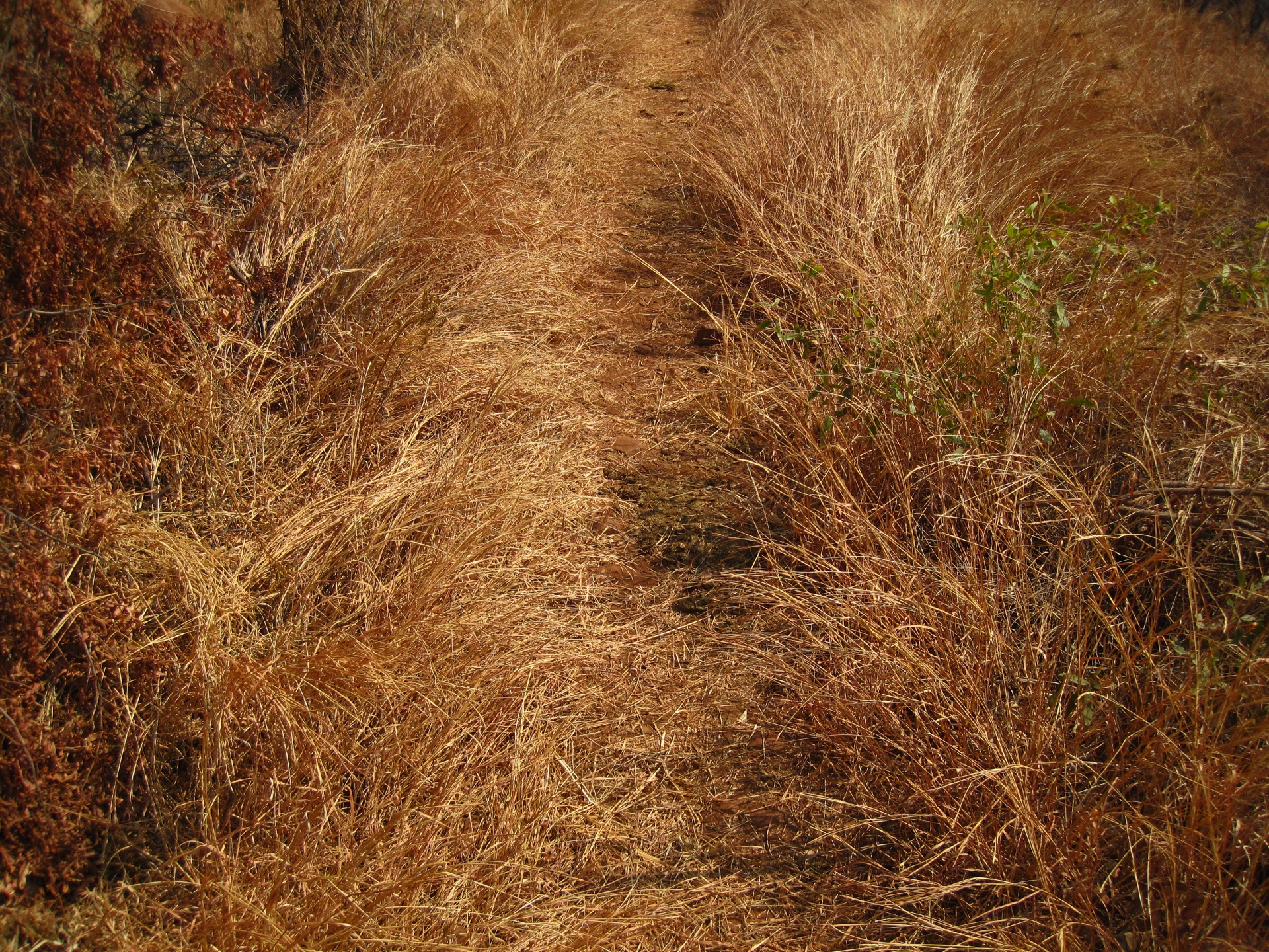 Long Dry Bleached Grass In Winter