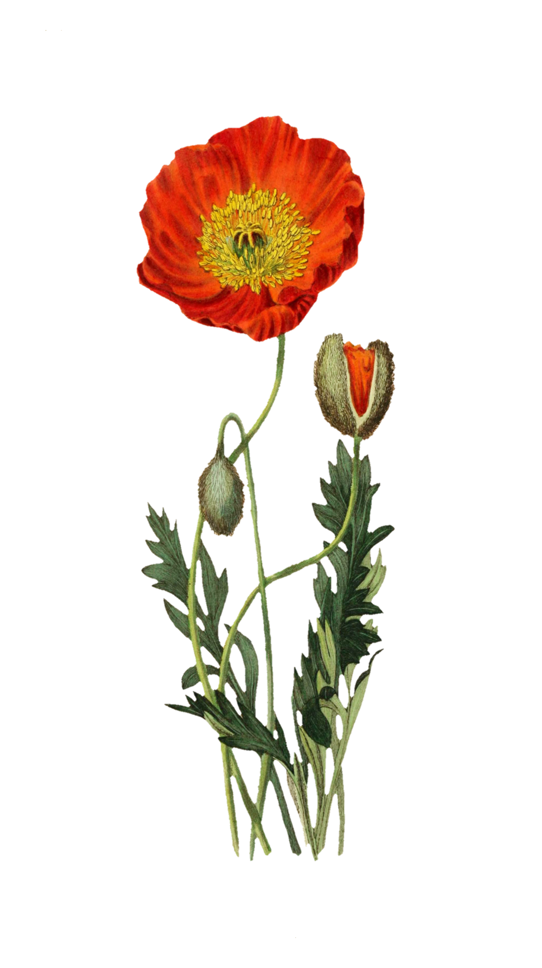 Poppy Flower Art Vintage