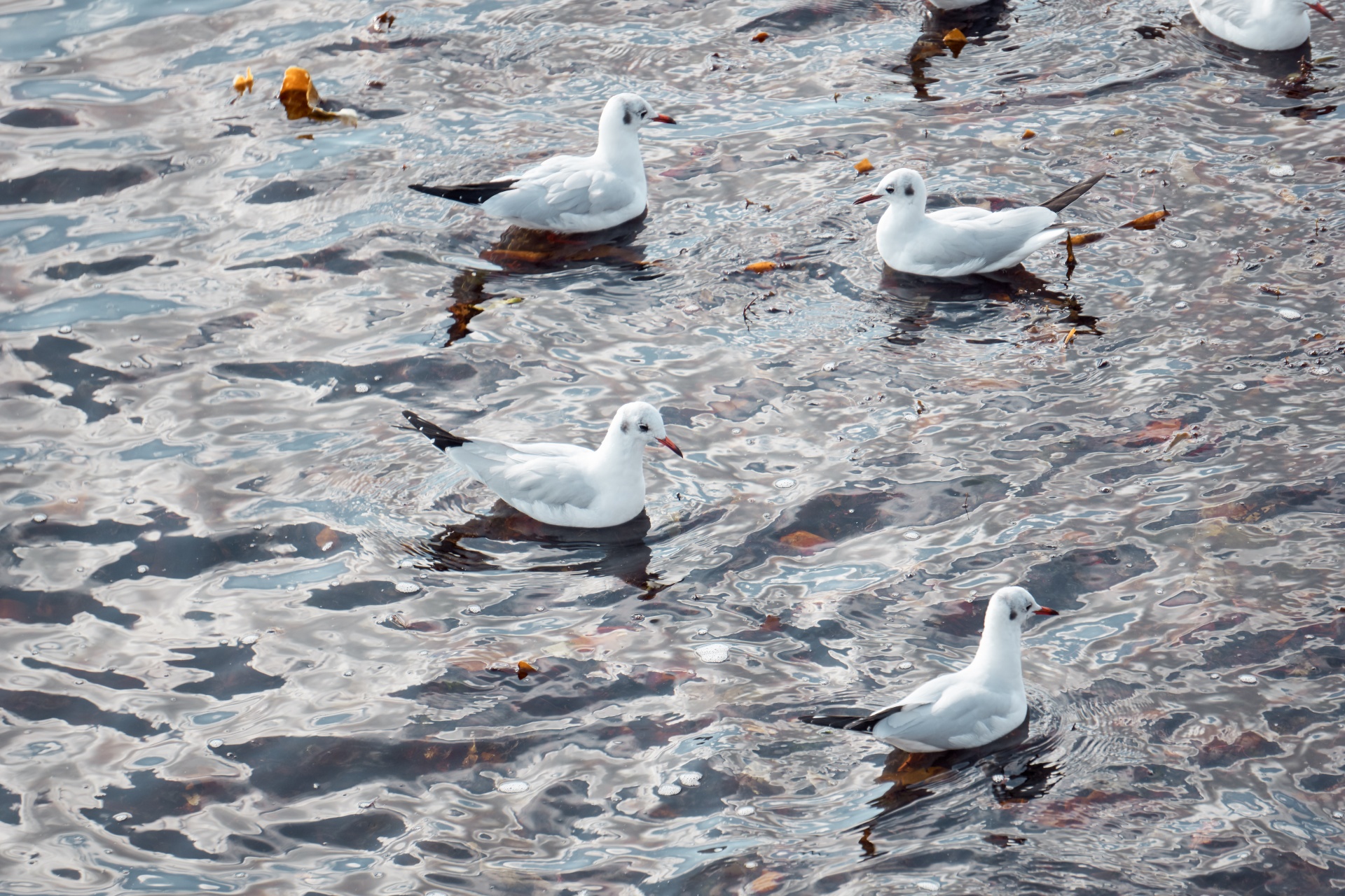 Group of seagulls on the water