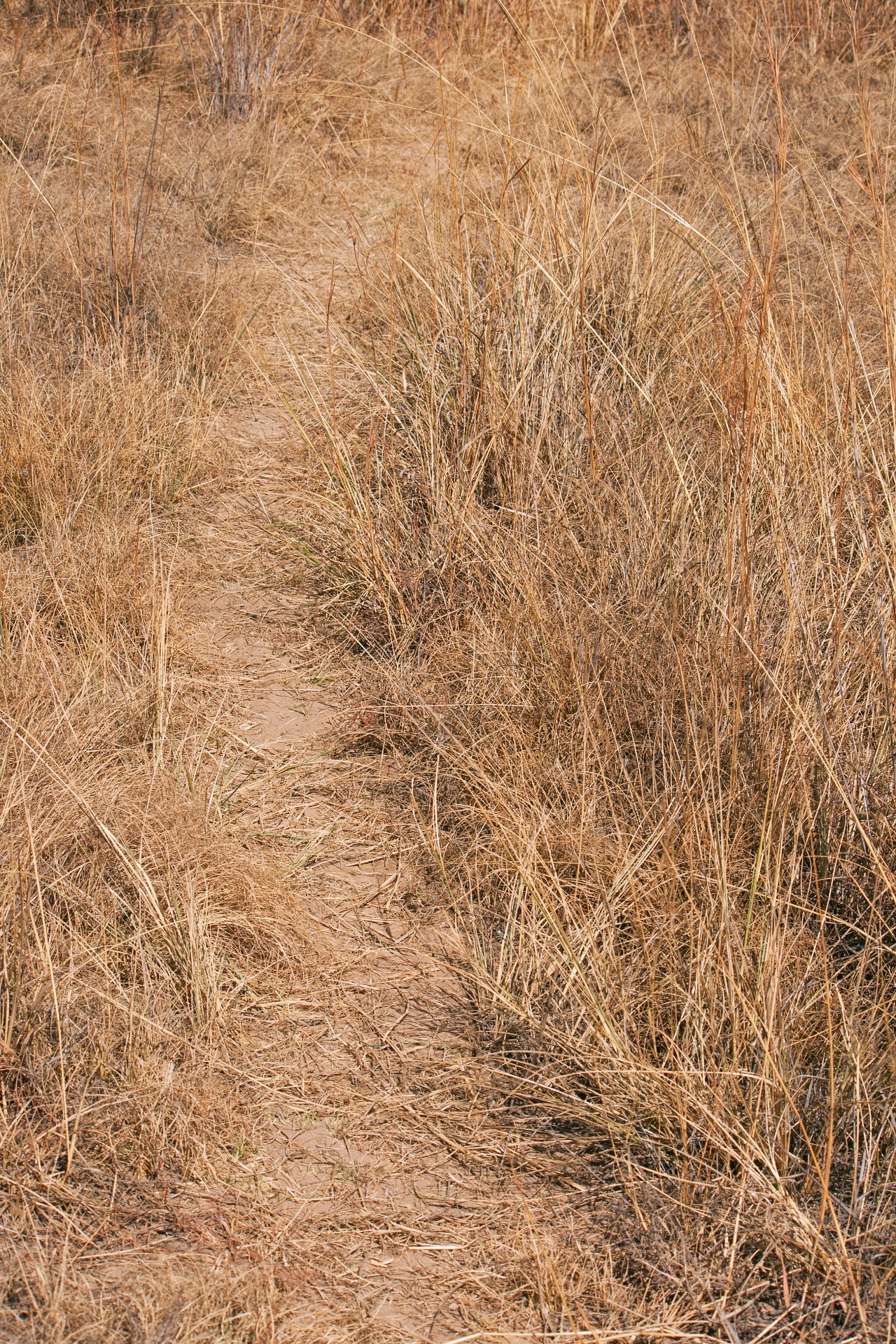 narrow game trail in long wild grass in a south african winter landscape 2