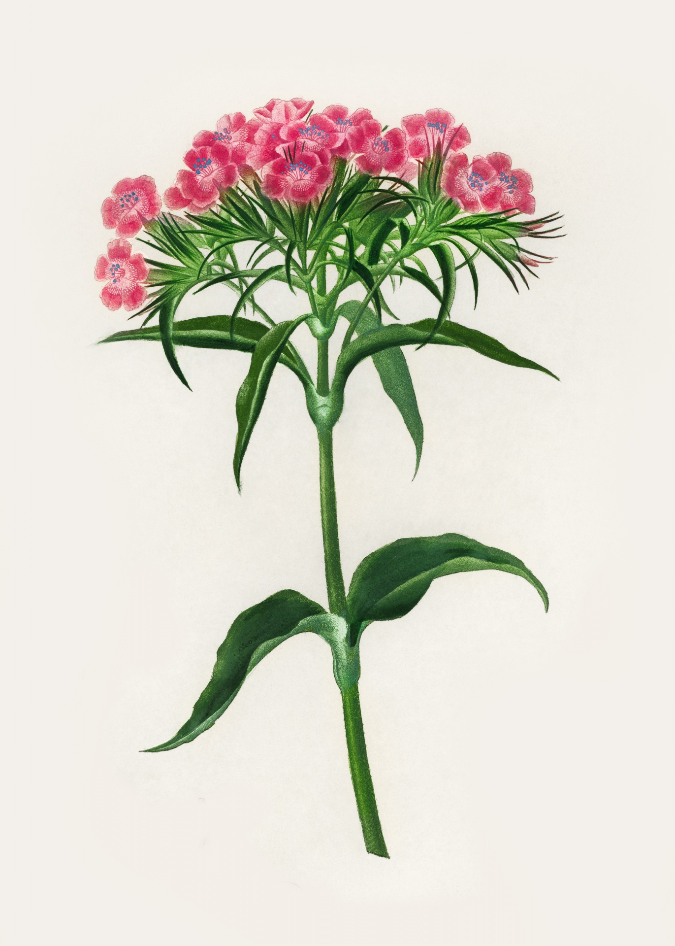 Carnation Blossom Vintage Art