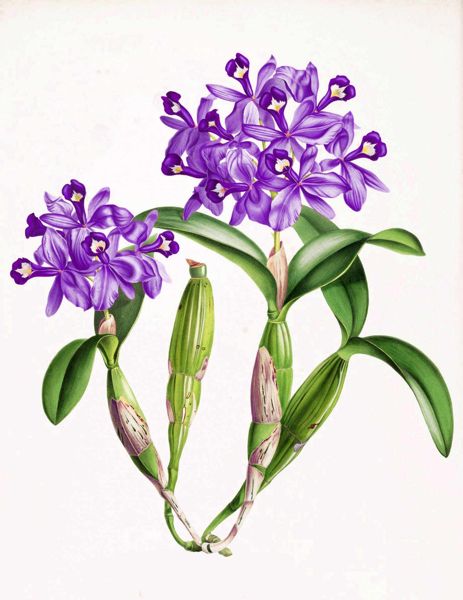 Orchid Blossom Flower Art