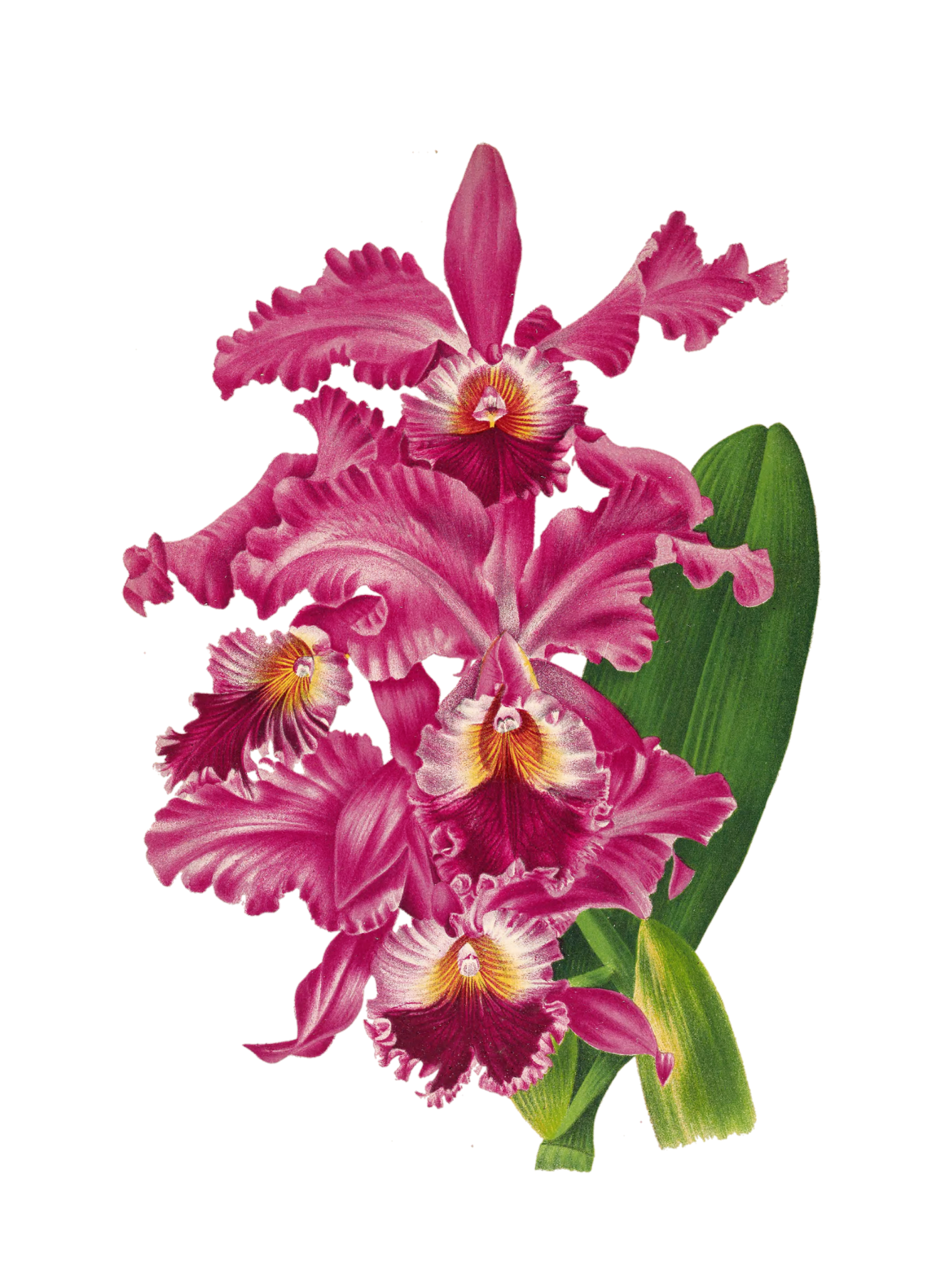 Orchid Blossom Flower Transparent