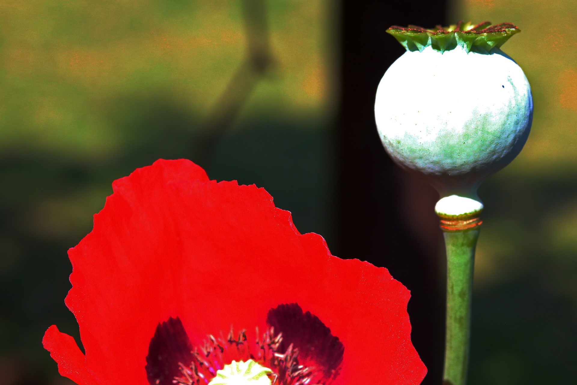 Part Of A Red Poppy And Green Pod