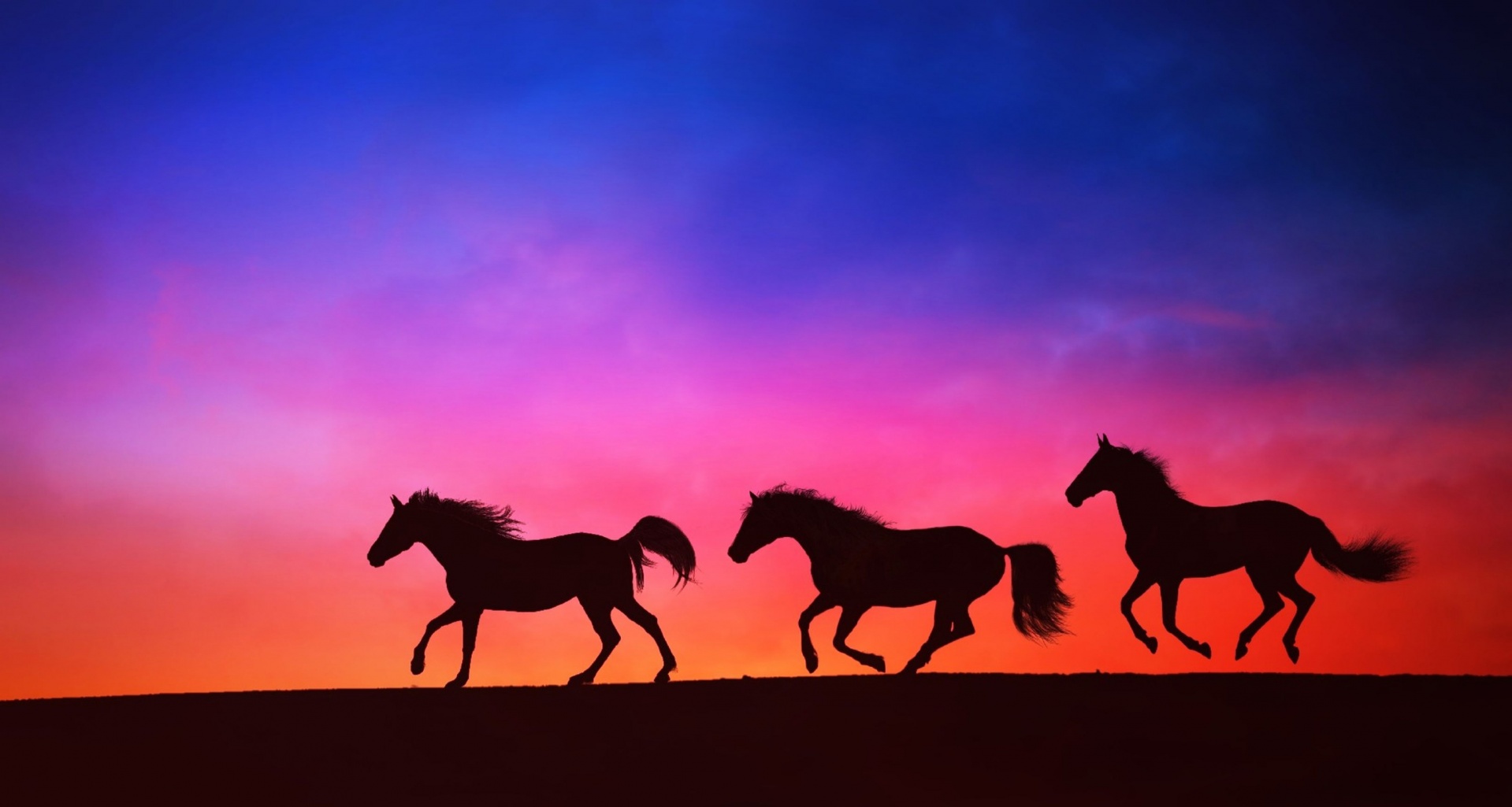 Horses herd in sunset photography