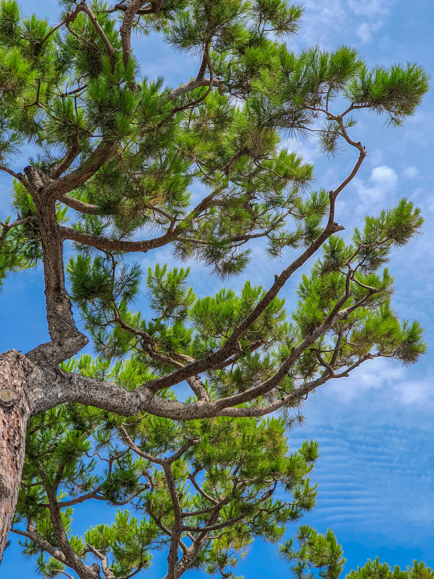 Pine tree branches with blue sky