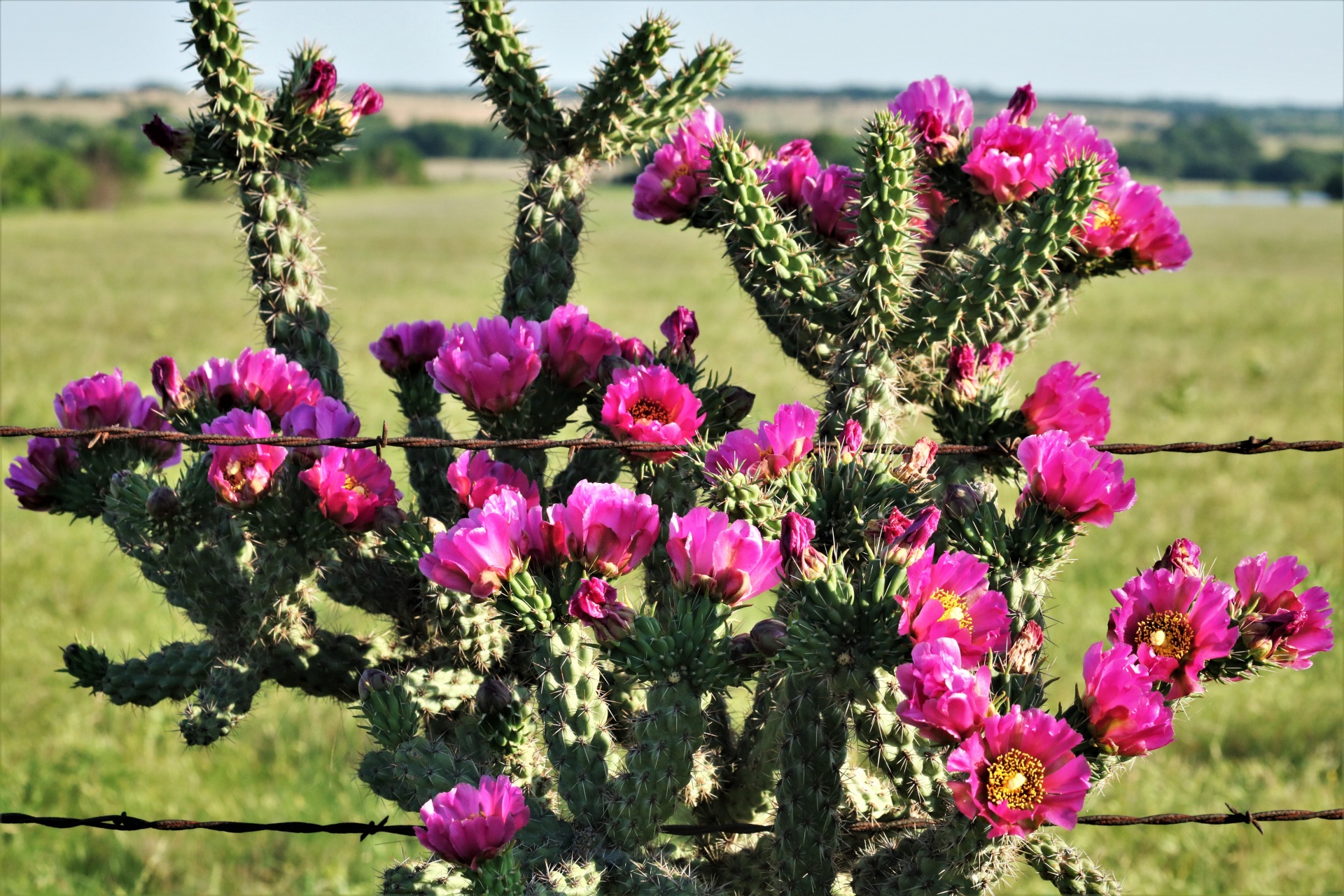 Pink Tree Cholla Cactus Blooms