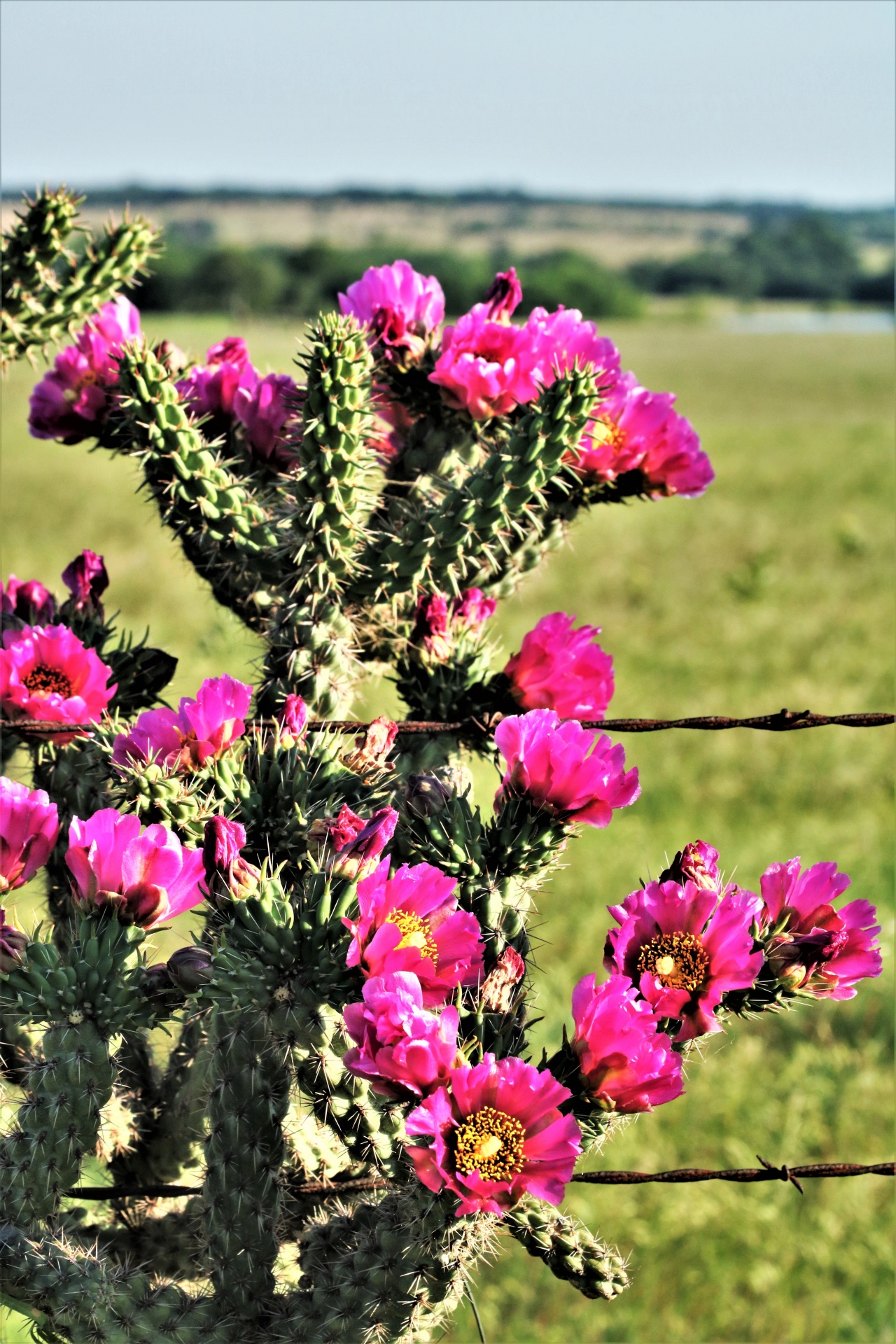 Pink Tree Cholla Cactus