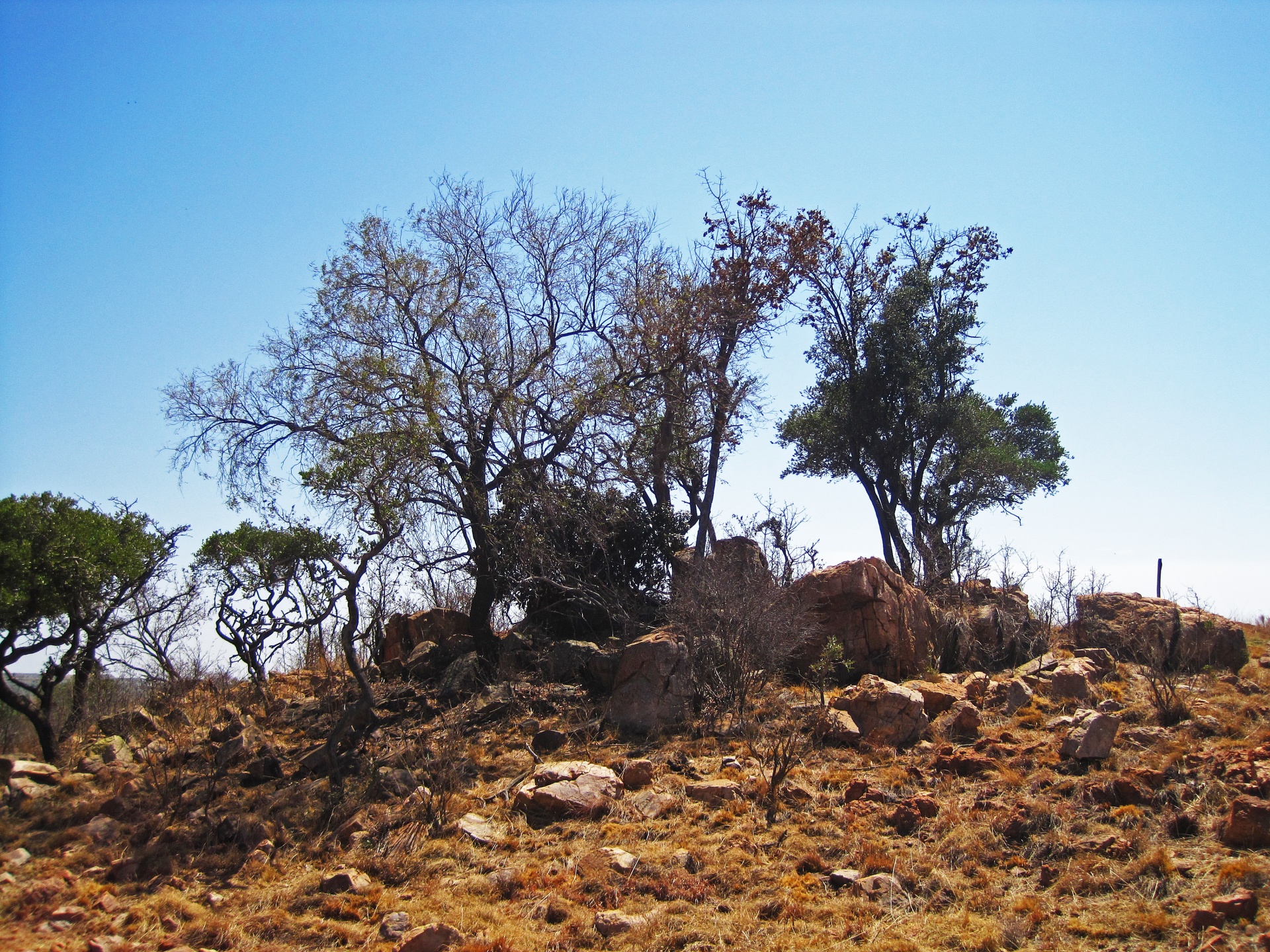 Raised Rocky Area With Trees