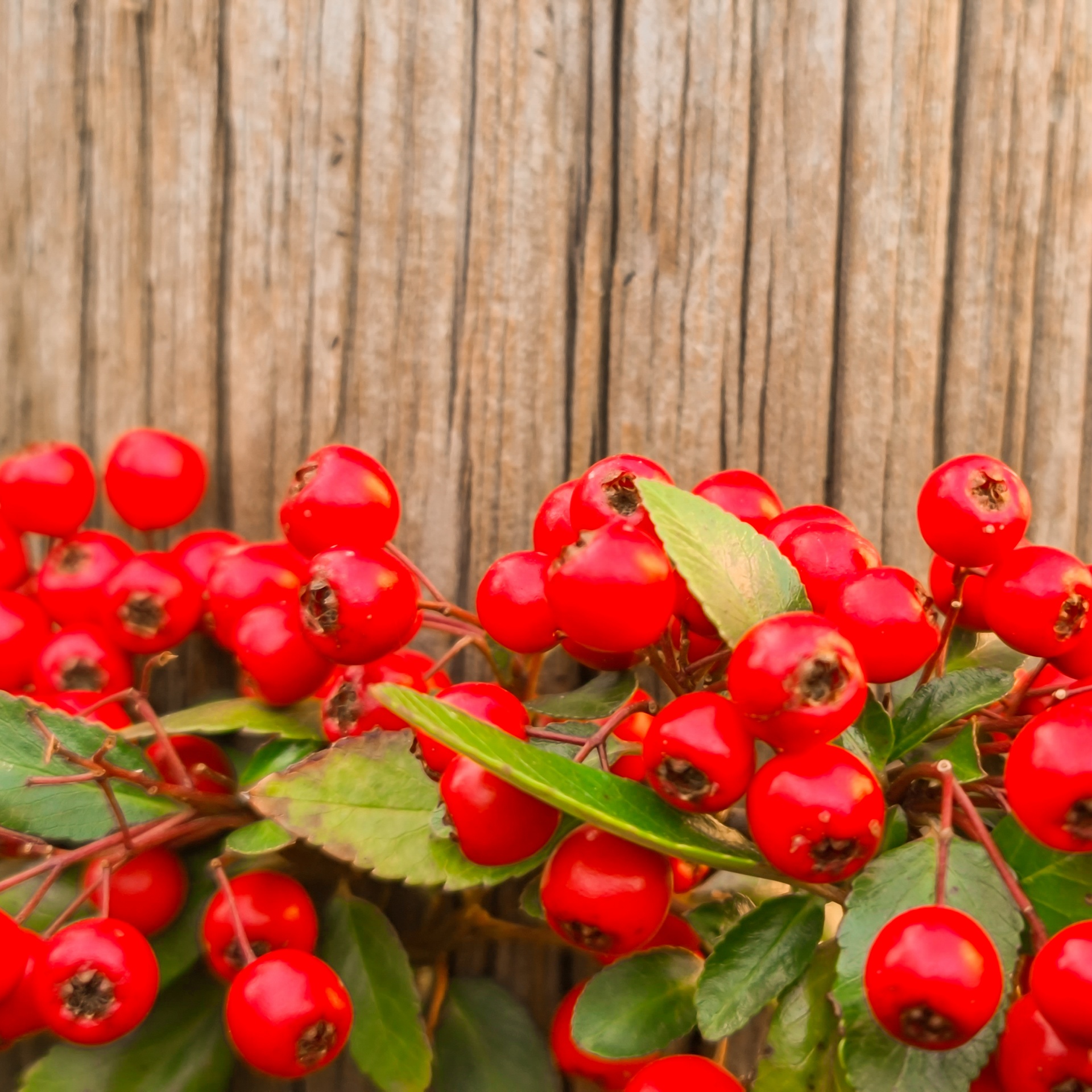 Red Berries On Wooden Background