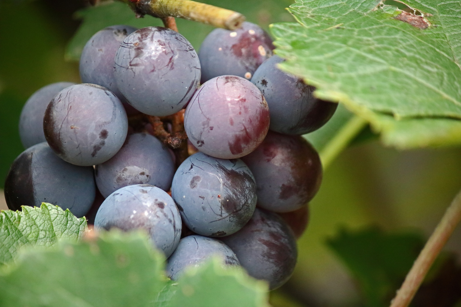 ripening bunch of grapes on a vine with green leaves in a garden