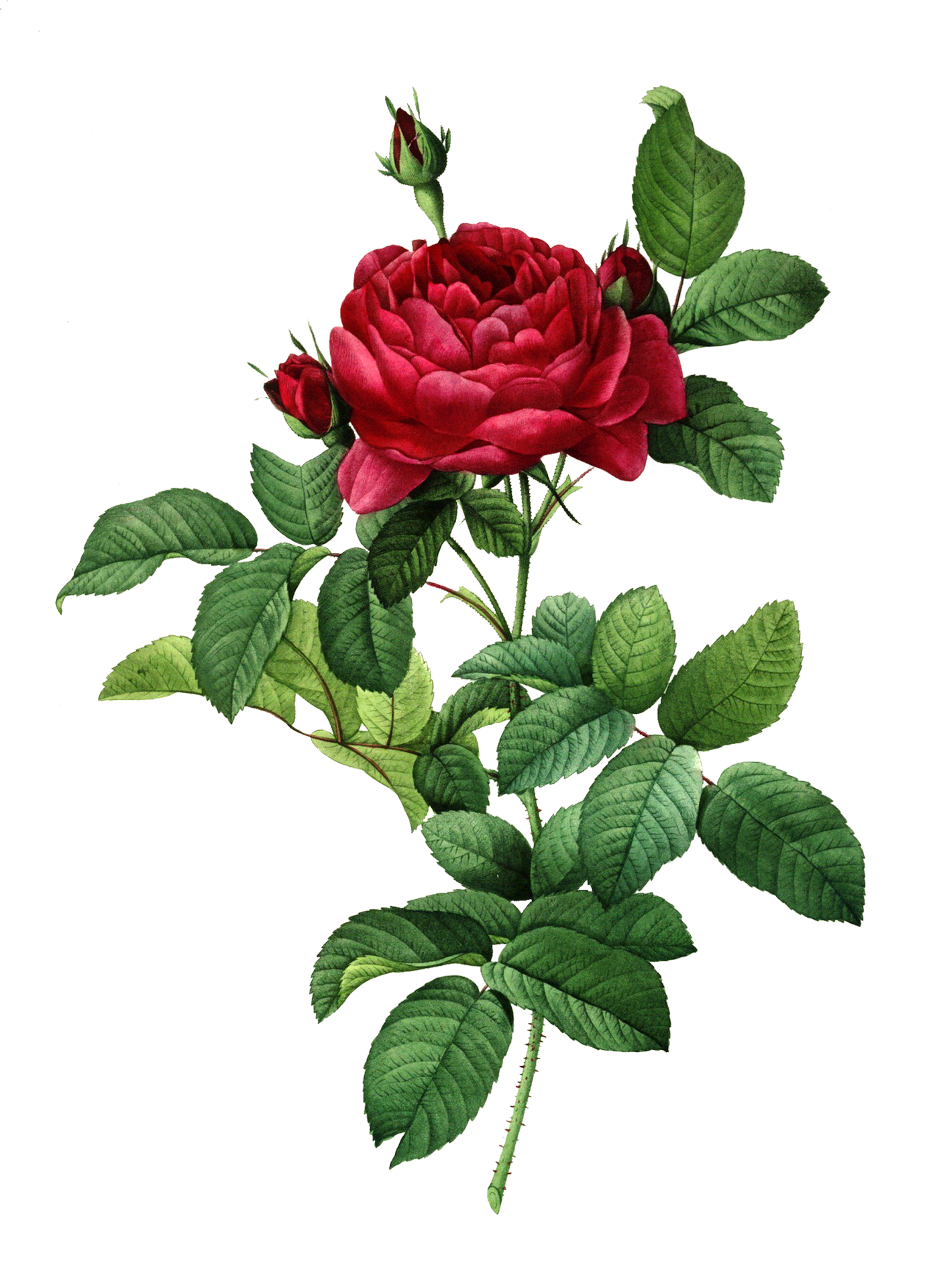Rose Flower Art Vintage