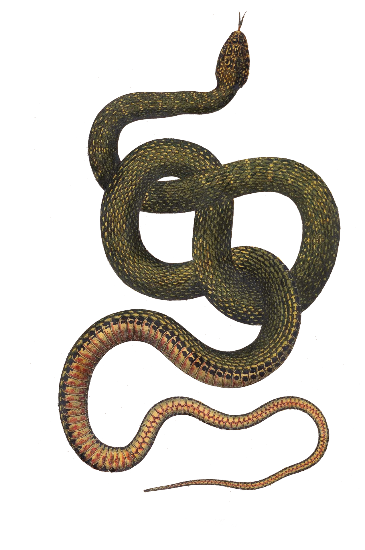 Snake Old Vintage Painting