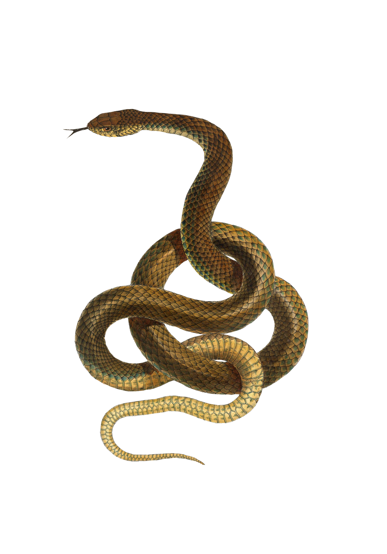 Snake Transparent Background